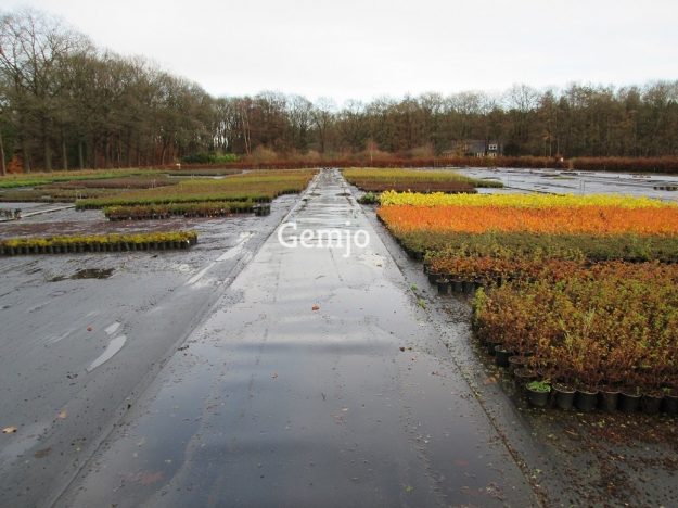 Rijpaden Gemjo kwekerij